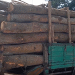 අන්තරාදායක ලෙස දැව පටවාගත් ලොරි රථ දෙකක් පොලිස් භාරයට
